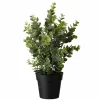 Eucalyptus plante