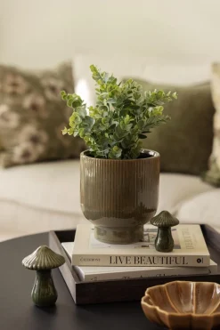Eucalyptus plante