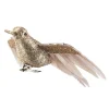 Fugl på klype kolibri