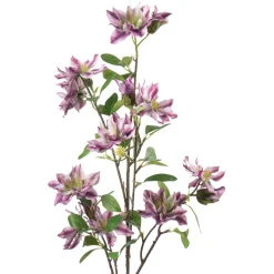 Gren Klematis H 105 cm