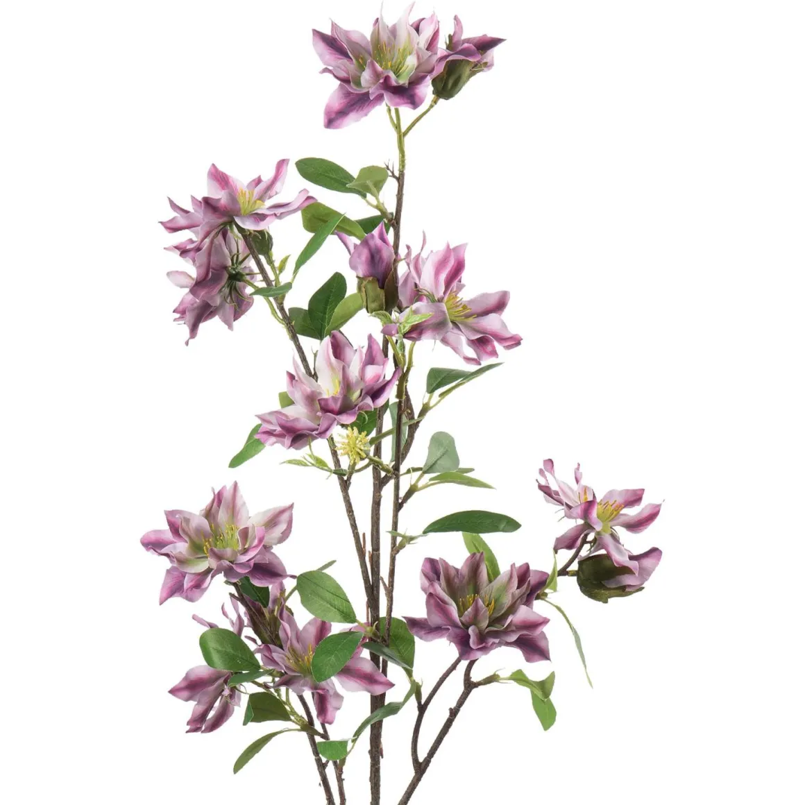 Gren Klematis H 105 cm