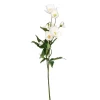 Julerose, hvit