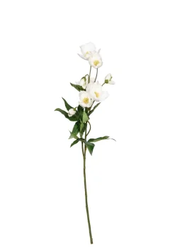 Julerose, hvit