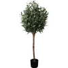 Oliventre i potte H 120 cm