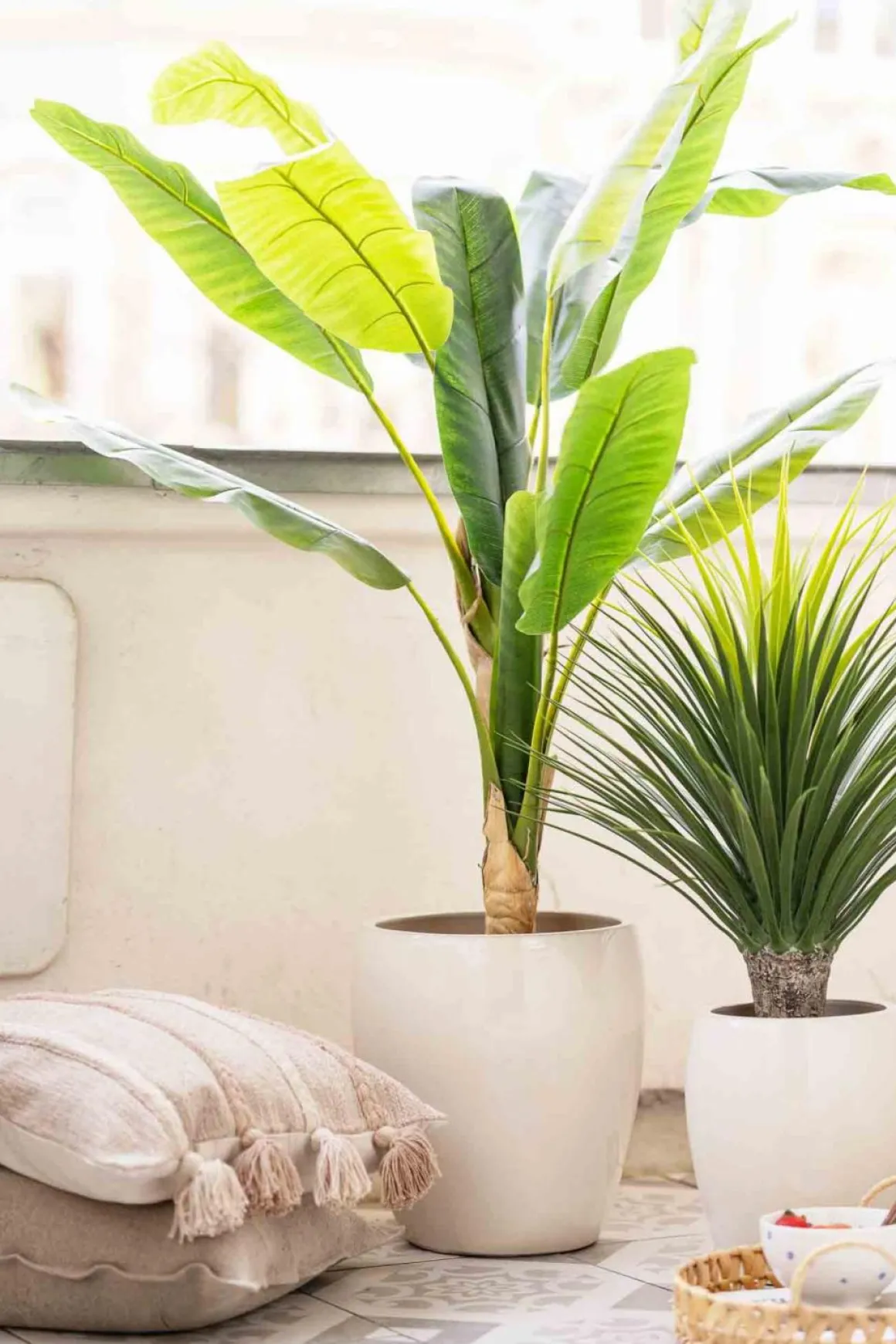 Plante Banantre 135cm