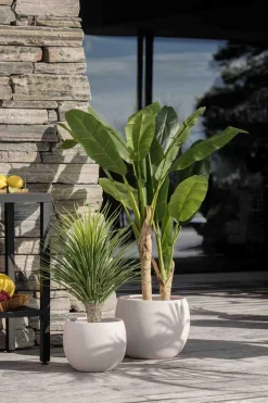 Plante Banantre 123 cm