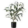 Plante Blader i potte