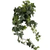 Plante Eføy