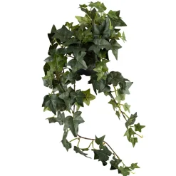 Plante Eføy