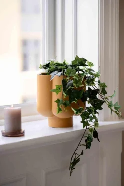 Plante Eføy tofarget