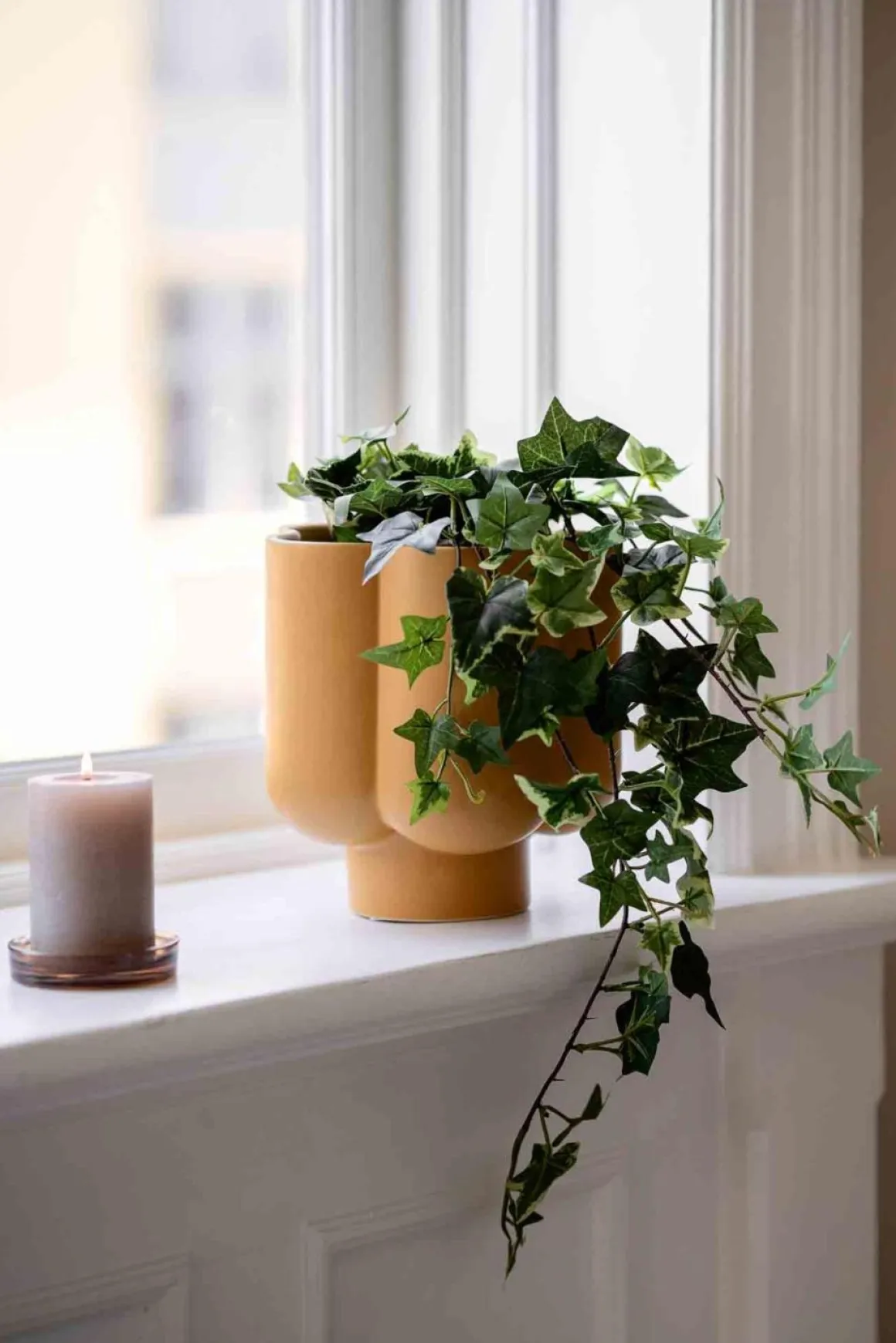 Plante Eføy tofarget