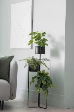 Plante Monstera