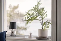 Plante Palme liten