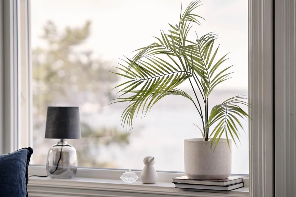 Plante Palme liten