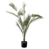 Plante Palme stor