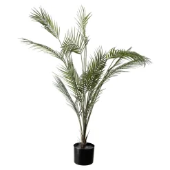 Plante Palme stor
