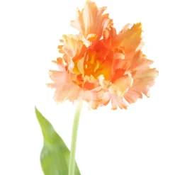 Tulipan