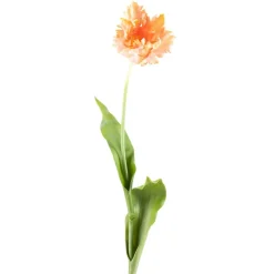 Tulipan